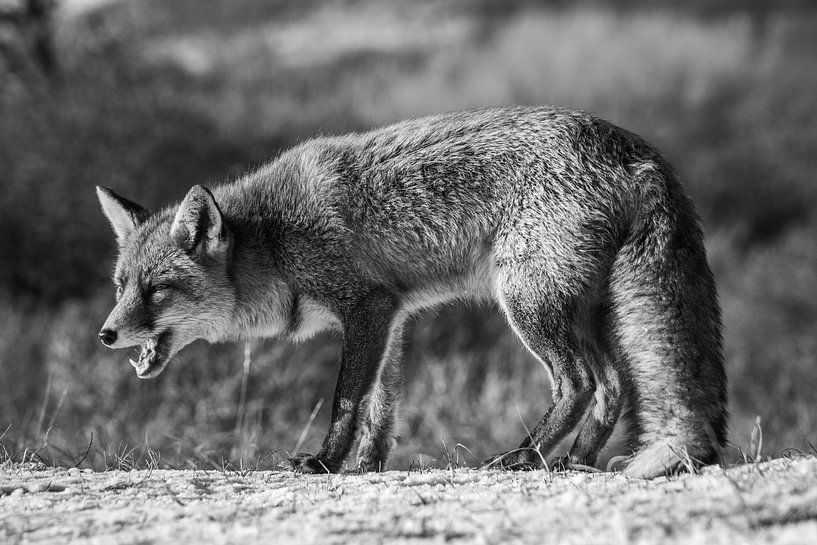 Un renard dans les dunes par Marian Sintemaartensdijk