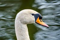 Höckerschwan Porträt