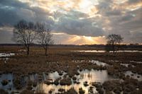 Wierdense Veld Golden Sunset