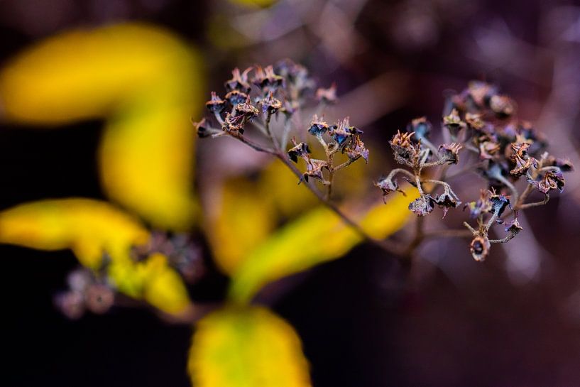 Pflanze mit gelbem Hintergrund von Dianne Peeters