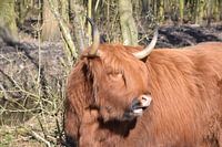 Schottischer Highlander