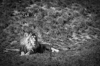 Löwe in Schwarz-Weiß
