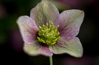 Weiß rosa Rebenwurzel