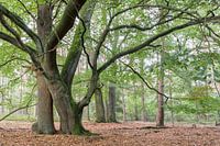 Group of trees old oak and beech