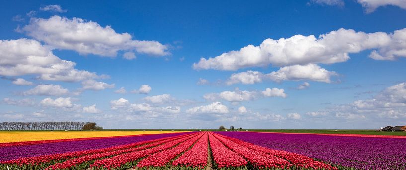 Flowering tulip fields in the Groningen countryside by Gert Hilbink