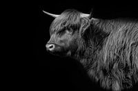 Black and white Scottish Highlander in Lowkey