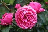 Close up roze pioenrozen