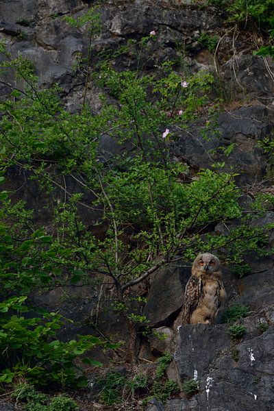 Eurasian Eagle Owl ( Bubo bubo ), chick, watching, looks funny, wildlife, Europe. by wunderbare Erde