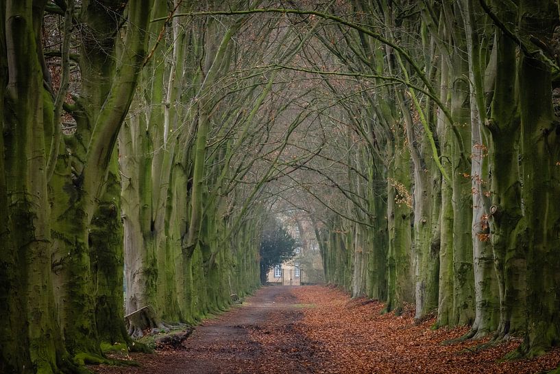bomenlaan von rob creemers