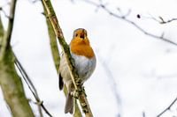 Melodiöses Rotkehlchen