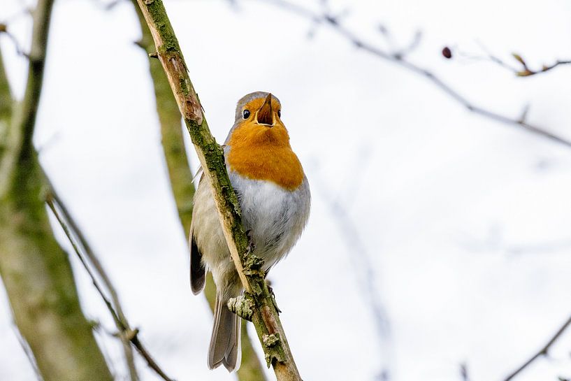 Melodiöses Rotkehlchen von Kevin van den Hoven