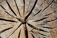 Tranche d'un arbre scié