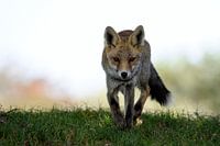 Laufende Füchse nähern sich