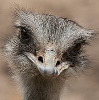 Oogcontract Struisvogel