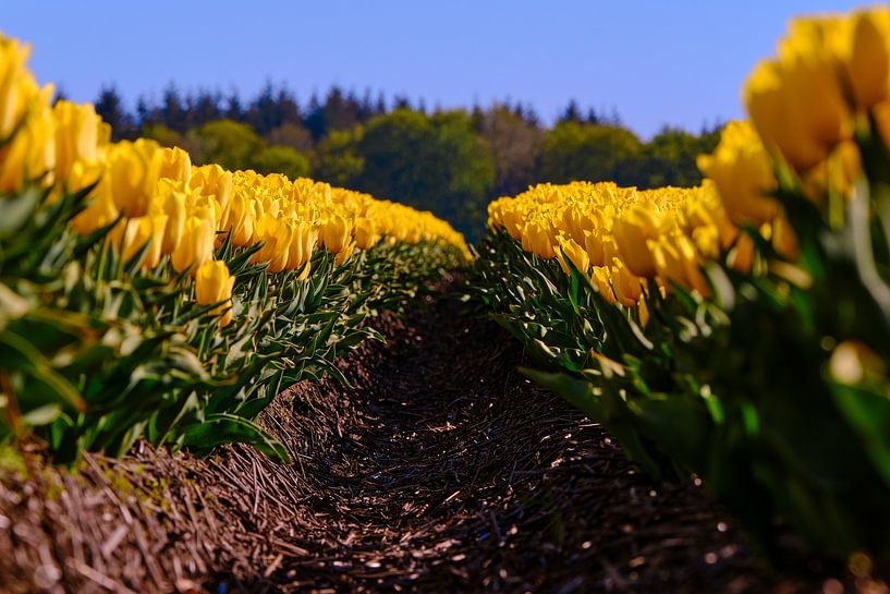 Tulipes par Erik Koole