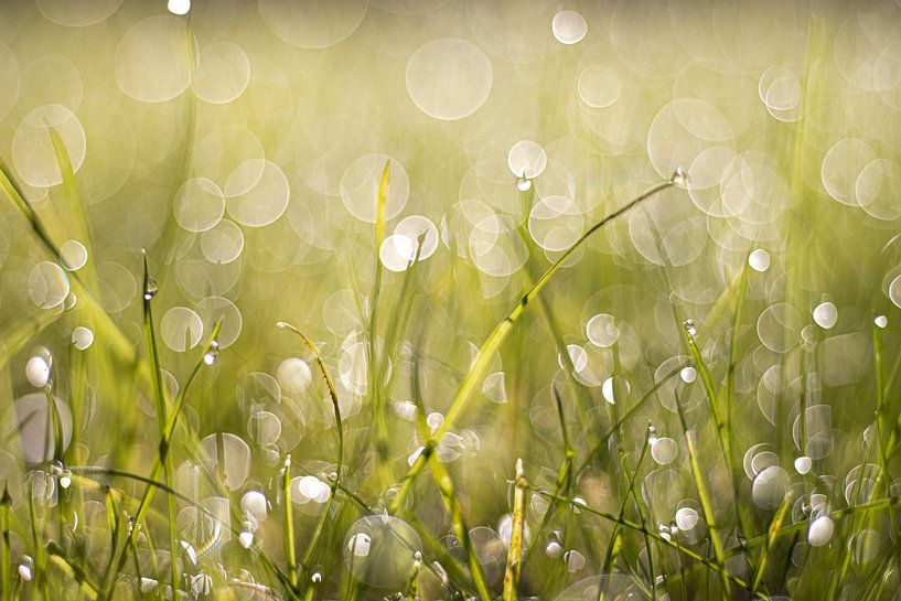 Bokeh gras van SO fotografie