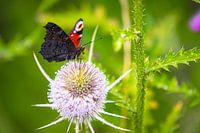 Papillon sur une fleur violette