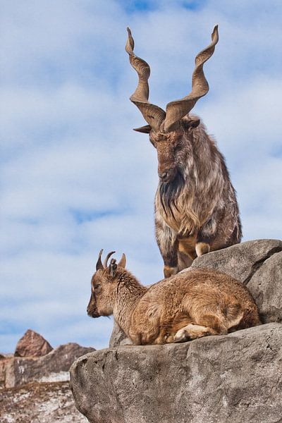 Bergziege mit großen Hörnern steht auf einem Felsen, zu ihren Füßen ist ein junges Ziegenweibchen, b von Michael Semenov