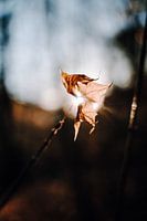 Een blad in de herfst tegen het licht