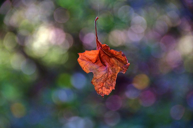 Blatt an Spinnengewebe von Edgar Schermaul