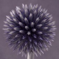 Ein Quadrat mit einer violetten (mauve) Kugeldistel