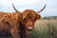 portrait of Scottish highlander