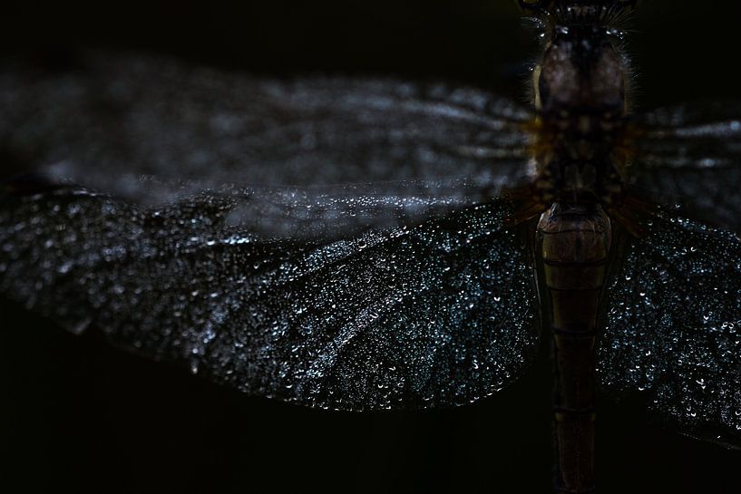 Schwarz heidelibel Details von Danny Slijfer Natuurfotografie
