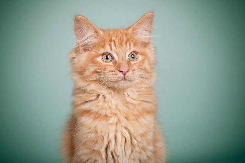 Chaton Maine Coon par Lotte van Alderen
