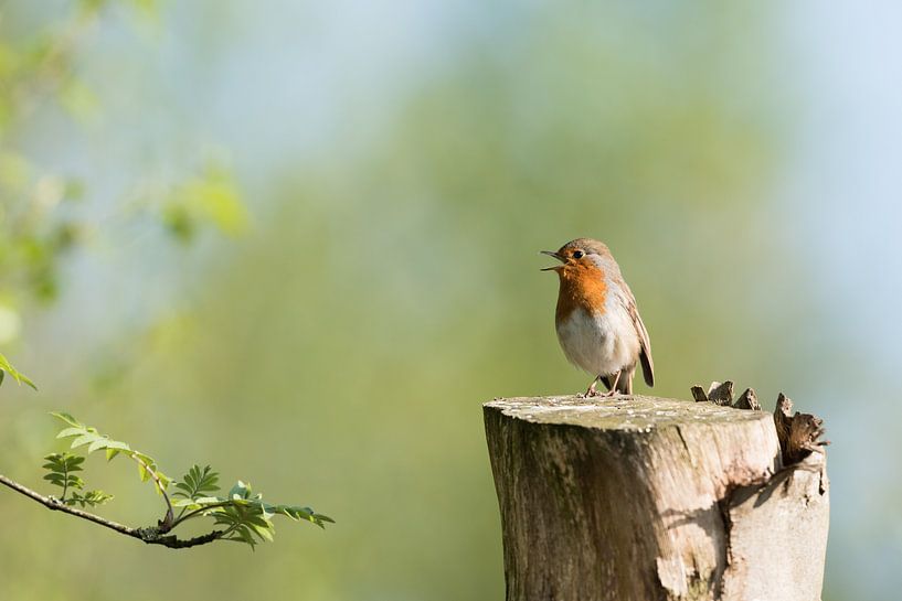Robins von Mark Bonsink