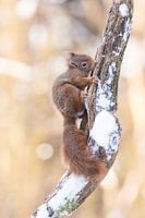 Un écureuil mignon sur une branche enneigée