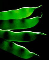 Composition with beans