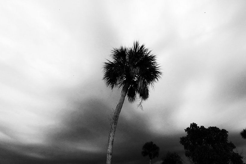 Palm In Storm by Walljar