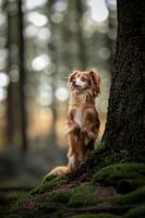 Chihuahua in einem wunderschönen dunkelgrünen Wald