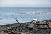 Angespültes Holz in Victoria, BC