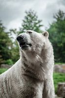 polar bear