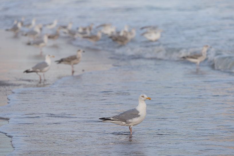 Meeuwen op het strand van Marjolijn van den Berg