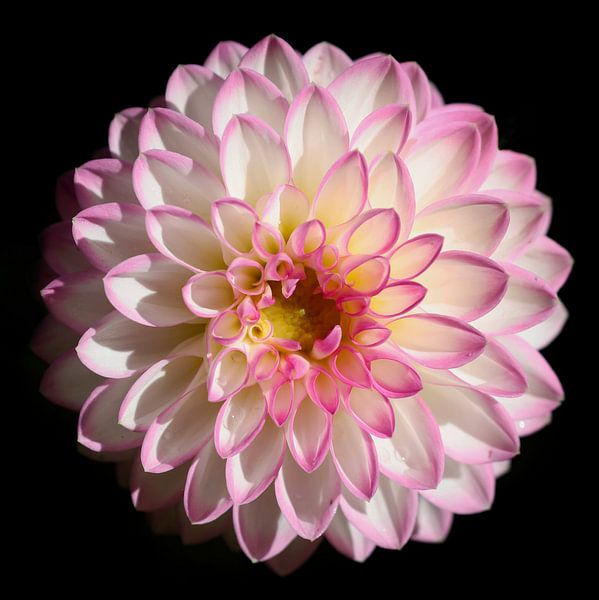 Dahlia by RT Photography