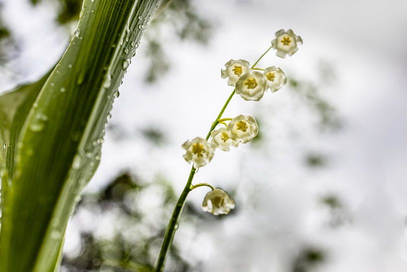 Lily of the valley in the light by Marika Hildebrandt FotoMagie