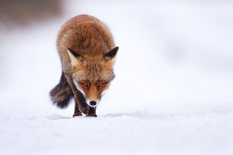 Winter Walk par Pim Leijen