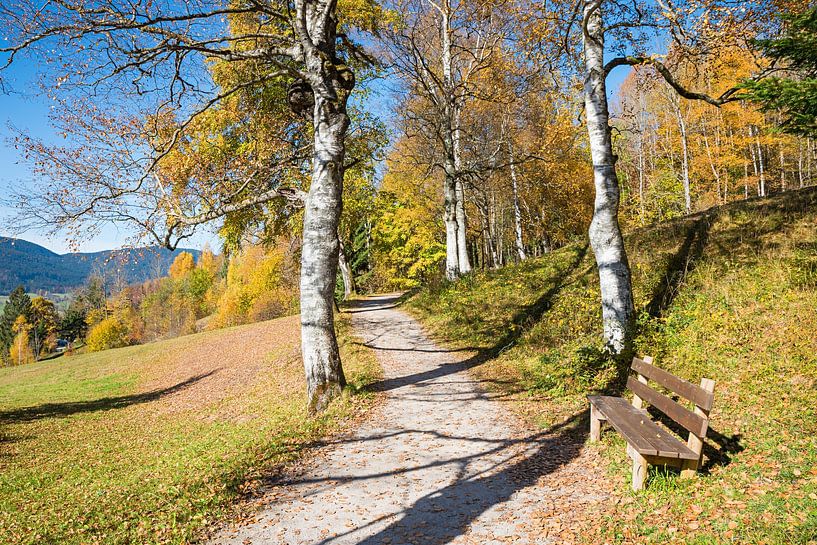 Birkenallee im Herbst mit Rastbank von SusaZoom