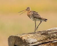 Barge à queue noire