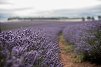 Champs de lavande