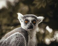 Ringschwanzlemur Nahaufnahme