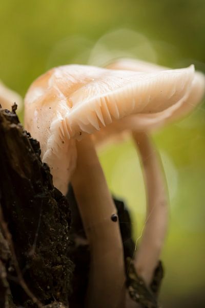 Herfstbos von Jolanda van Straaten