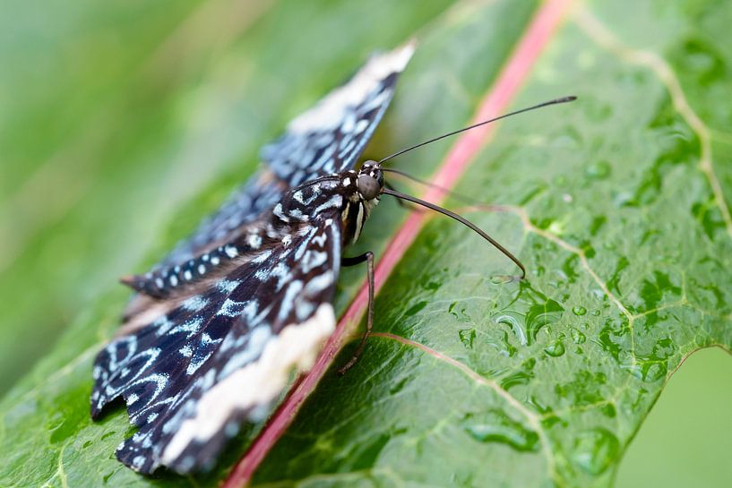 Vlinder von Ronald van Emmerik