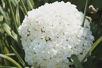 Witte Hortensia