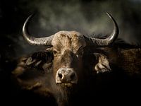 African buffalo on the wall