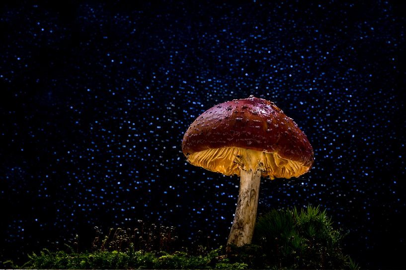 Rot mit weißen Tupfen Pilz 2 von Corrine Ponsen