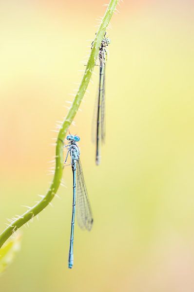joyeux professeur par natascha verbij
