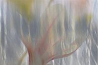 Dreamy water flower in pastel